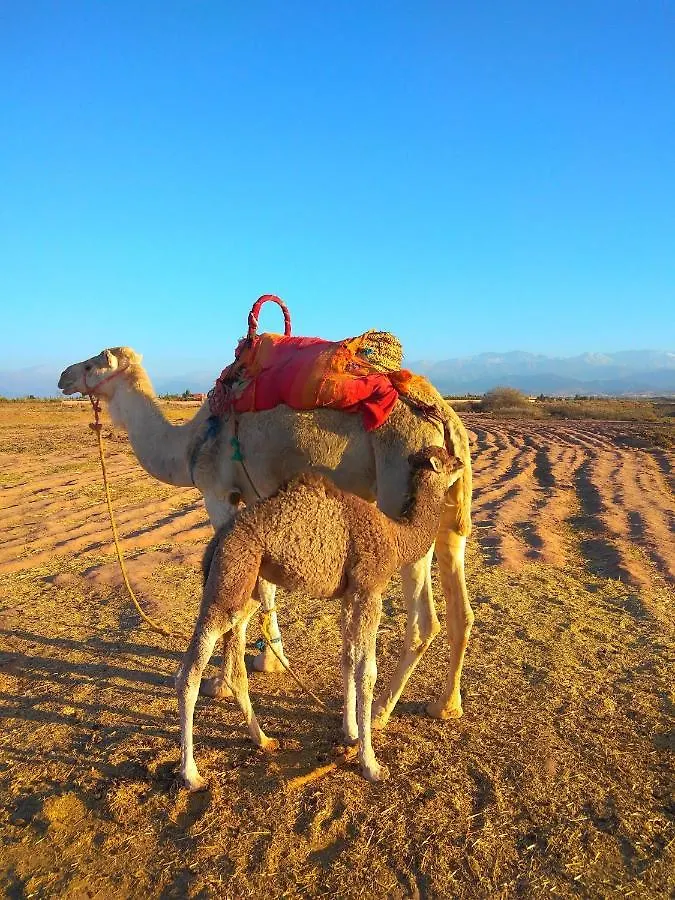 מלון מרקש Marrakech Agafay Desert Prestige